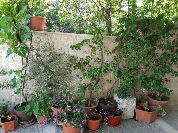 Apartment Biljana
