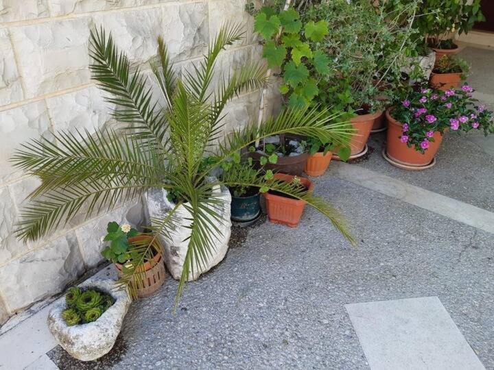 Apartment Biljana *